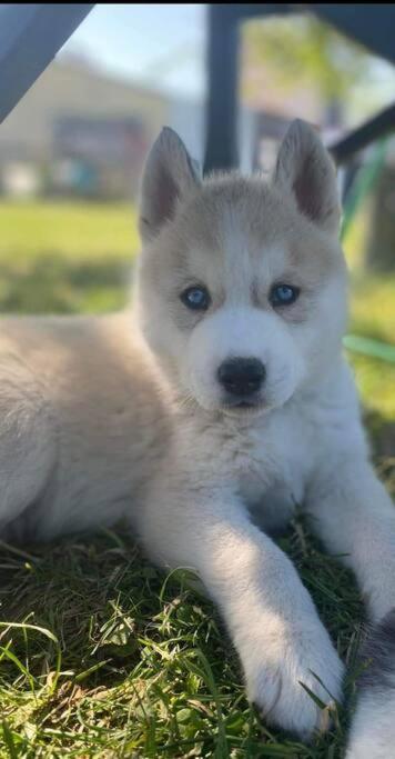 托奈夏朗德Gite Des Huskys别墅 外观 照片