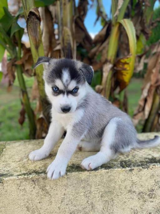 托奈夏朗德Gite Des Huskys别墅 外观 照片