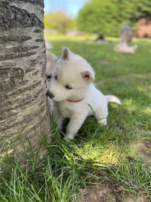 托奈夏朗德Gite Des Huskys别墅 外观 照片