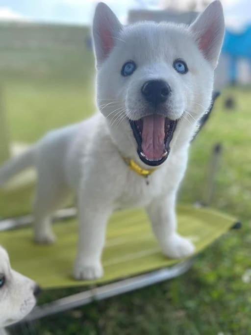 托奈夏朗德Gite Des Huskys别墅 外观 照片
