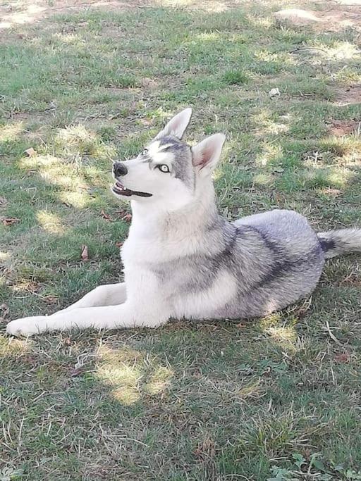 托奈夏朗德Gite Des Huskys别墅 外观 照片